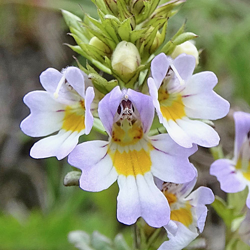 Alpen-Augentrost / Euphrasia alpina