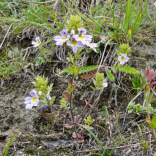 Alpen-Augentrost / Euphrasia alpina