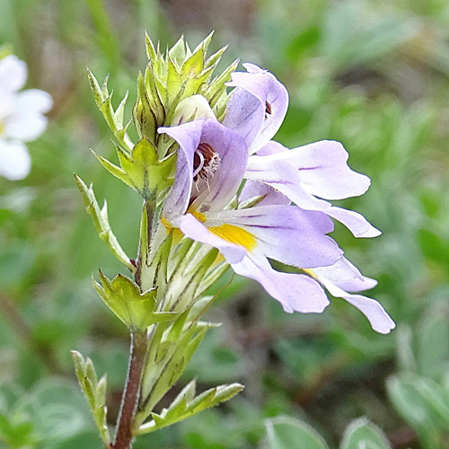 Alpen-Augentrost / Euphrasia alpina