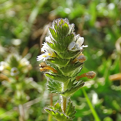 Zottiger Augentrost / Euphrasia hirtella