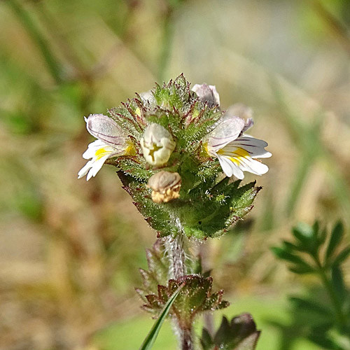 Zottiger Augentrost / Euphrasia hirtella