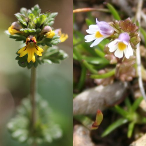 Zwerg-Augentrost / Euphrasia minima