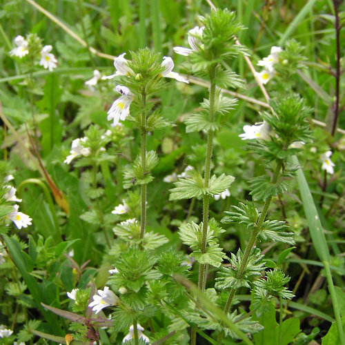 Wiesen-Augentrost / Euphrasia rostkoviana