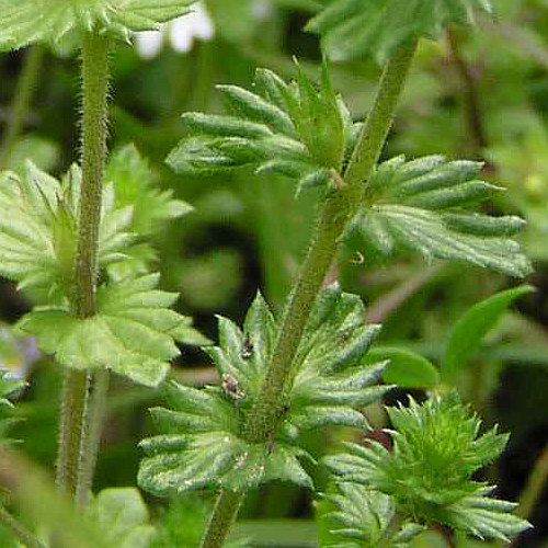 Wiesen-Augentrost / Euphrasia rostkoviana