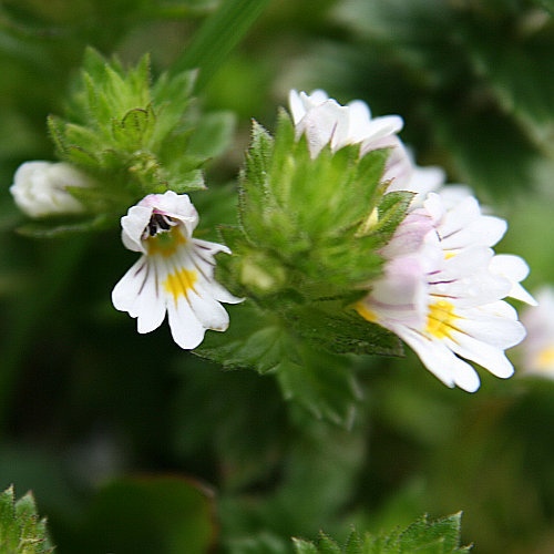 Wiesen-Augentrost / Euphrasia rostkoviana