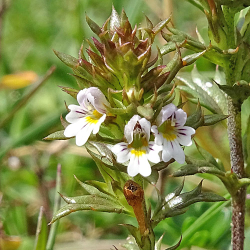 Salzburger Augentrost / Euphrasia salisburgensis