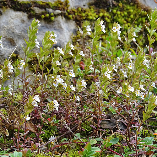 Salzburger Augentrost / Euphrasia salisburgensis