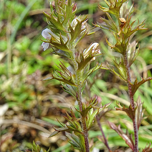 Salzburger Augentrost / Euphrasia salisburgensis