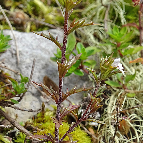 Salzburger Augentrost / Euphrasia salisburgensis