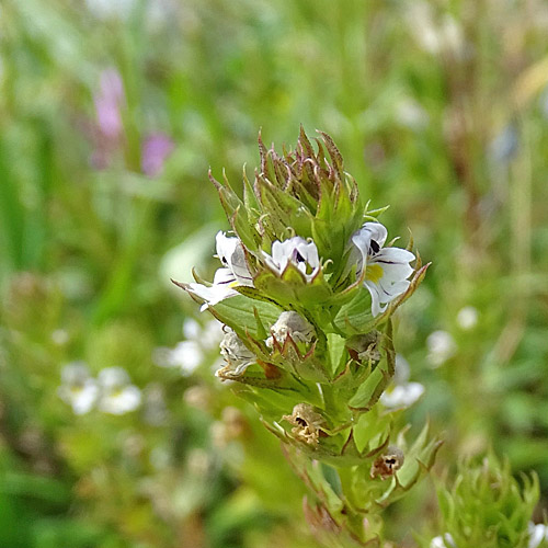 Steifer Augentrost / Euphrasia stricta