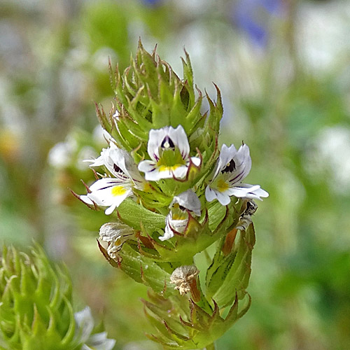 Steifer Augentrost / Euphrasia stricta