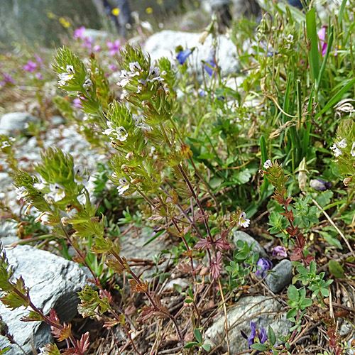 Steifer Augentrost / Euphrasia stricta