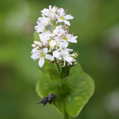 Echter Buchweizen / Fagopyrum esculentum