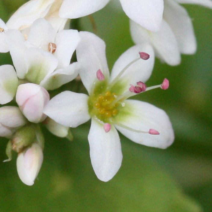 Echter Buchweizen / Fagopyrum esculentum