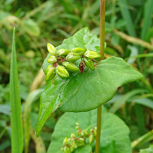 Echter Buchweizen / Fagopyrum esculentum