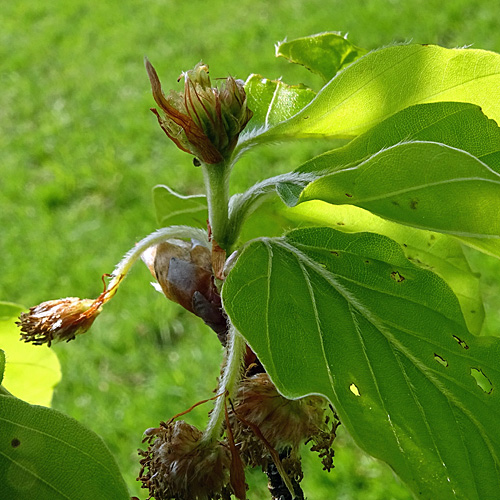 Rot-Buche / Fagus silvatica