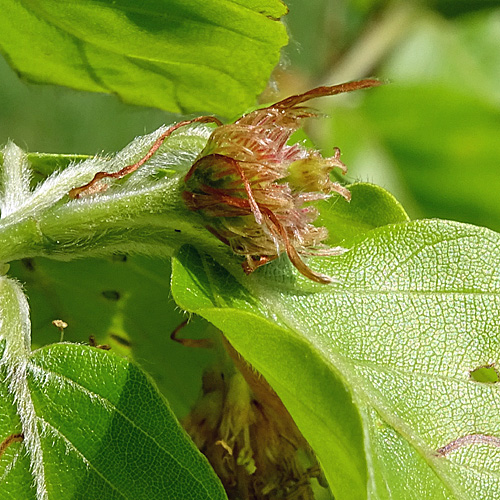 Rot-Buche / Fagus silvatica