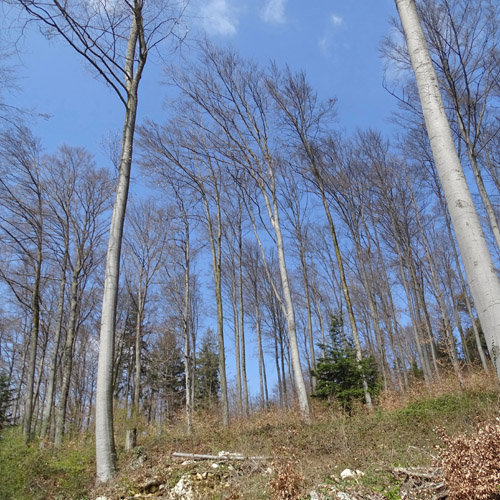 Rot-Buche / Fagus silvatica