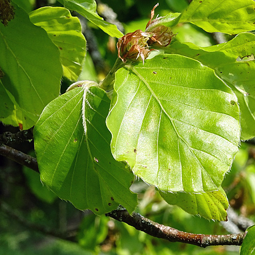 Rot-Buche / Fagus silvatica