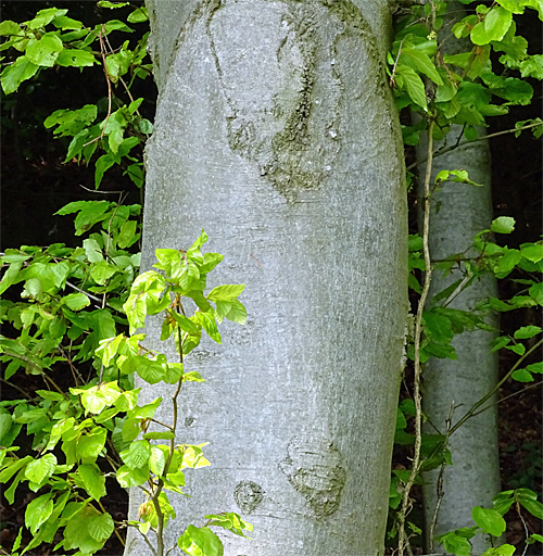 Rot-Buche / Fagus silvatica