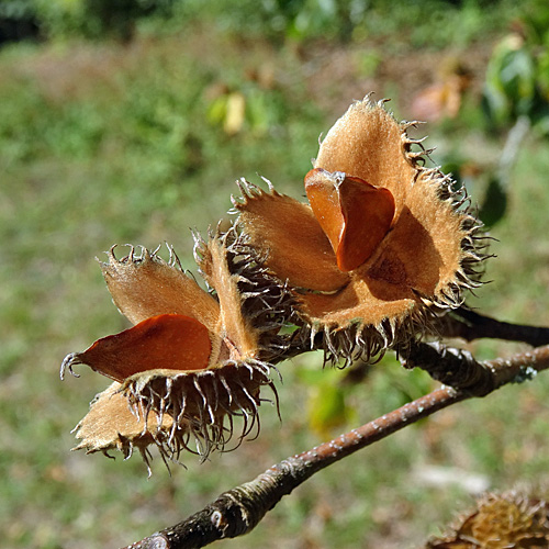 Rot-Buche / Fagus silvatica