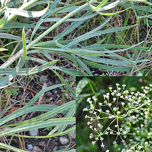 Sicheldolde / Falcaria vulgaris