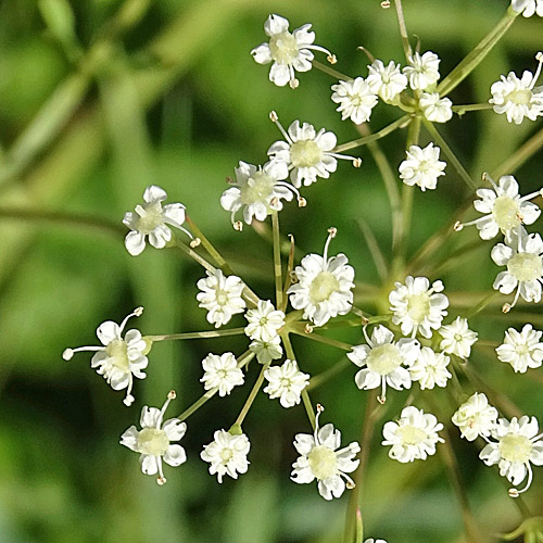 Sicheldolde / Falcaria vulgaris