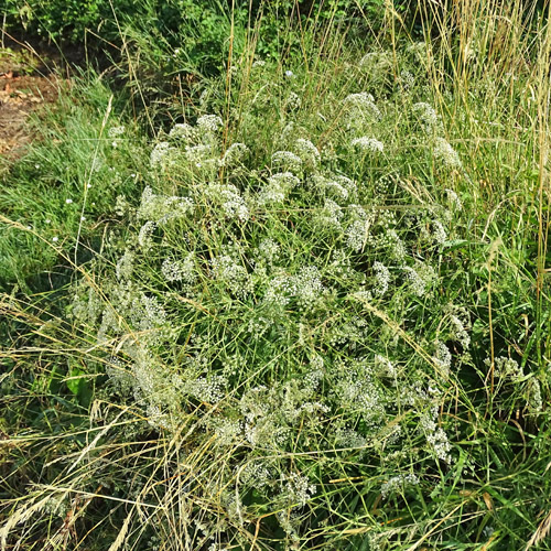 Sicheldolde / Falcaria vulgaris