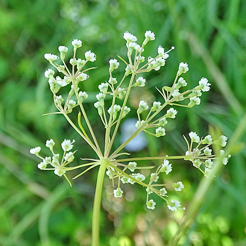 Sicheldolde / Falcaria vulgaris