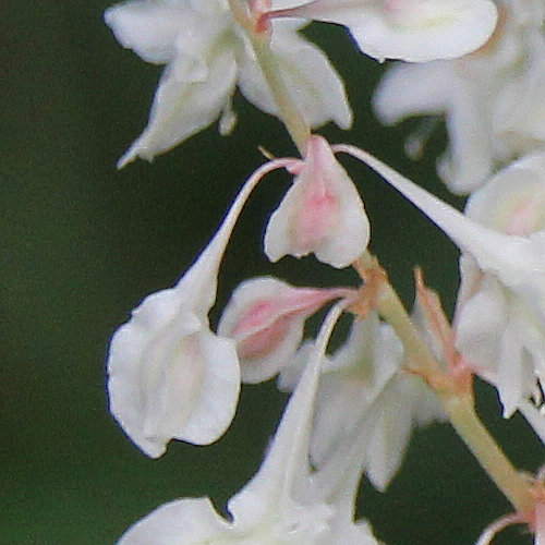 Auberts Windenknöterich / Fallopia aubertii