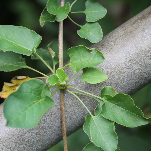 Auberts Windenknöterich / Fallopia aubertii