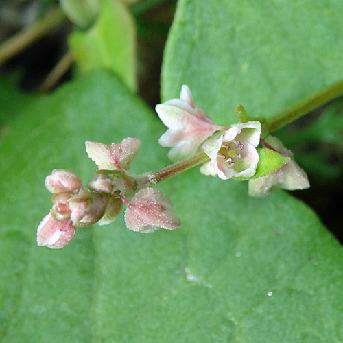 Gemeiner Windenknöterich / Fallopia convolvulus