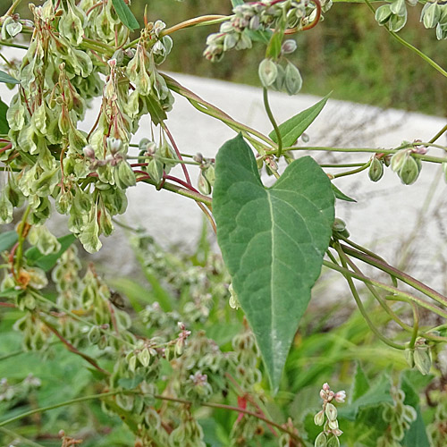 Hecken-Windenknöterich / Fallopia dumetorum