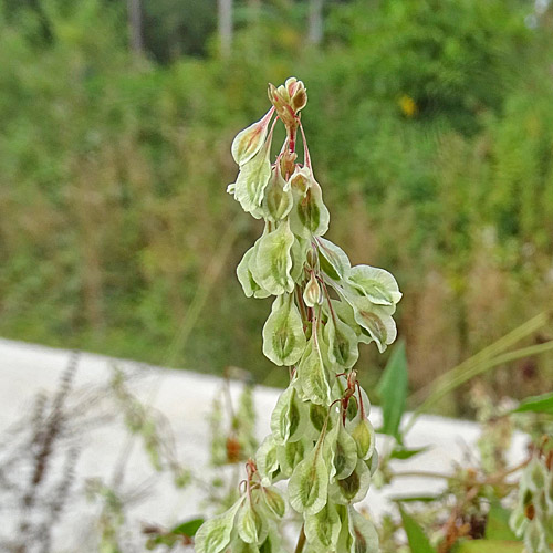 Hecken-Windenknöterich / Fallopia dumetorum