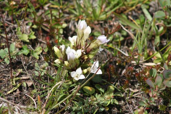 Feld-Enzian - weiss / Gentiana campestris - weiss