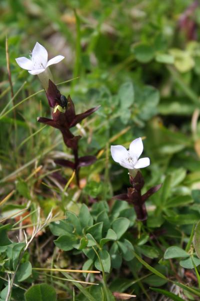 Feld-Enzian - weiss / Gentiana campestris - weiss