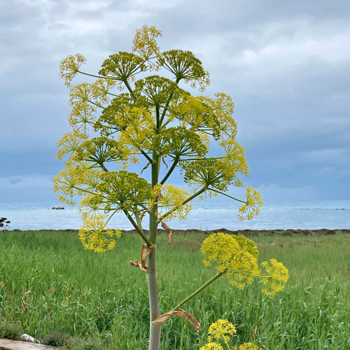 Gewöhnliches Steckenkraut / Ferula communis