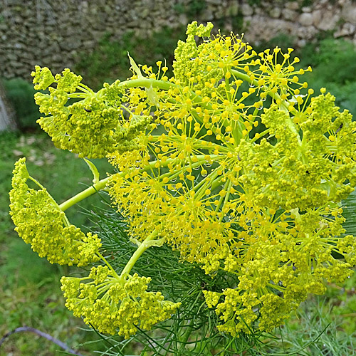 Gewöhnliches Steckenkraut / Ferula communis