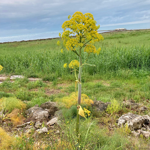 Gewöhnliches Steckenkraut / Ferula communis