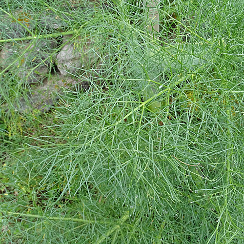 Gewöhnliches Steckenkraut / Ferula communis