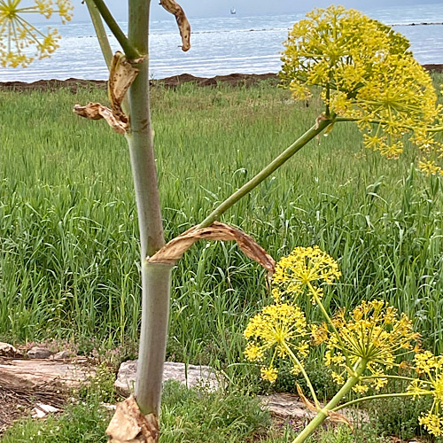 Gewöhnliches Steckenkraut / Ferula communis