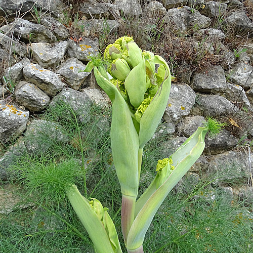 Gewöhnliches Steckenkraut / Ferula communis