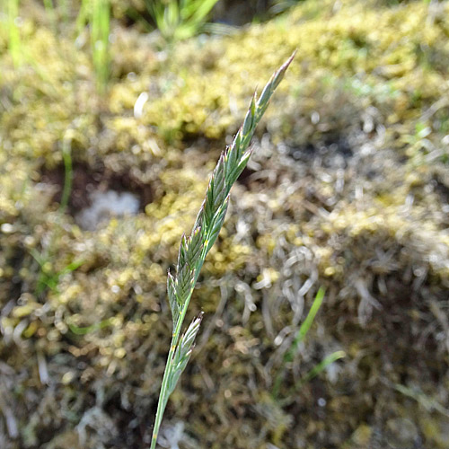 Schaf-Schwingel / Festuca ovina aggr.