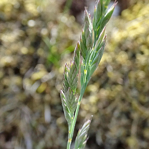 Schaf-Schwingel / Festuca ovina aggr.