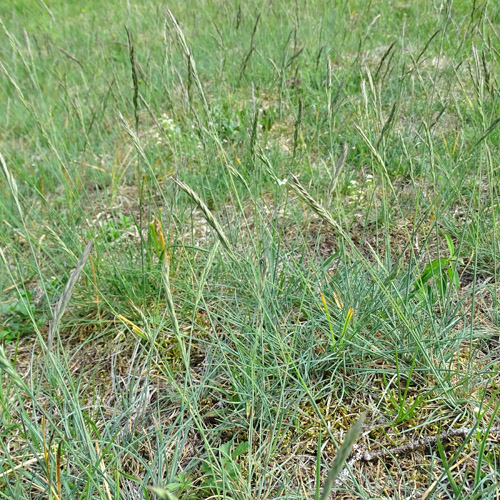 Schaf-Schwingel / Festuca ovina aggr.