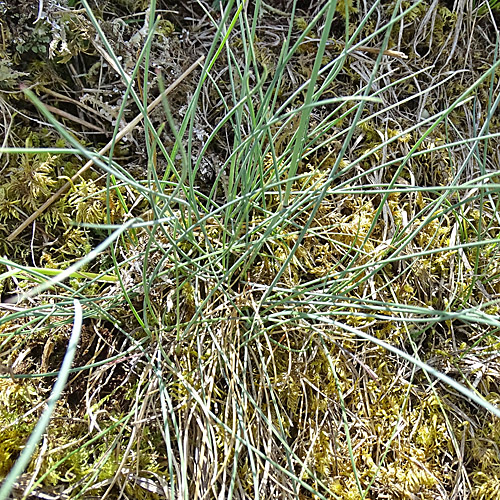 Schaf-Schwingel / Festuca ovina aggr.