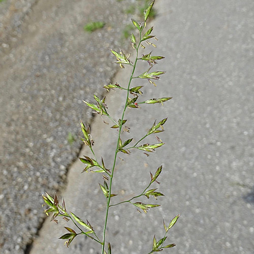 Wiesen-Schwingel / Festuca pratensis