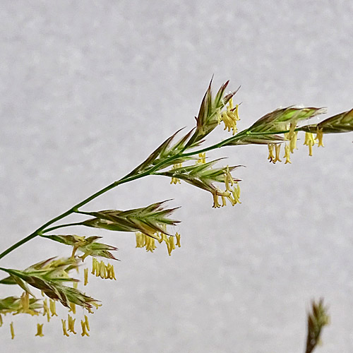 Wiesen-Schwingel / Festuca pratensis