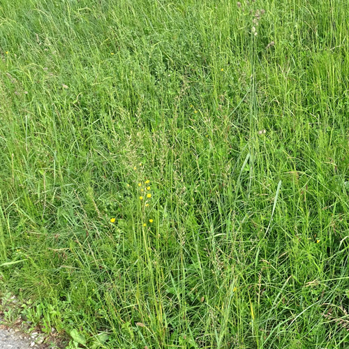 Wiesen-Schwingel / Festuca pratensis