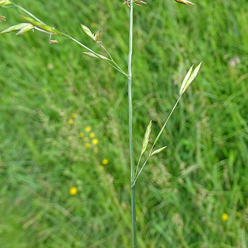 Wiesen-Schwingel / Festuca pratensis